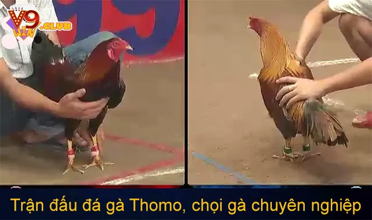 Đá Gà C1: Cách Xem Và Tham Gia Giải Đấu Đá Gà Chuyên Nghiệp 159 Trận đấu đá gà Thomo, chọi gà chuyên nghiệp
