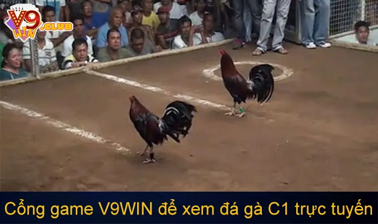 Đá Gà C1: Cách Xem Và Tham Gia Giải Đấu Đá Gà Chuyên Nghiệp 159 Cổng game uy tín V9WIN để xem đá gà C1 trực tuyến