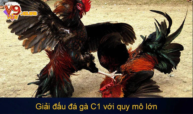 Đá Gà C1: Cách Xem Và Tham Gia Giải Đấu Đá Gà Chuyên Nghiệp 159 Giải đấu đá gà C1 quy mô lớn, căng thẳng