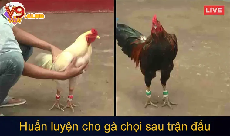 Đá Gà C3: Tìm Hiểu Về Quy Trình Và Kỹ Thuật Thi Đấu 162 Chế độ dinh dưỡng và huấn luyện cho gà chọi trước, sau trận đấu