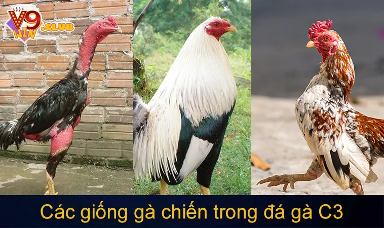 Đá Gà C3: Tìm Hiểu Về Quy Trình Và Kỹ Thuật Thi Đấu 162 Các giống gà chiến trong đá gà C3