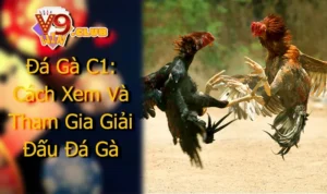 Đá Gà C1: Cách Xem Và Tham Gia Giải Đấu Đá Gà Chuyên Nghiệp