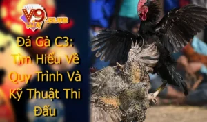 Đá Gà C3: Tìm Hiểu Về Quy Trình Và Kỹ Thuật Thi Đấu