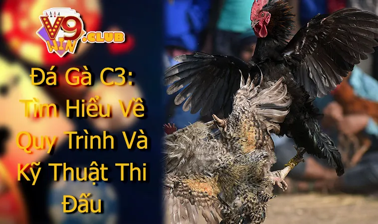 Đá Gà C3: Tìm Hiểu Về Quy Trình Và Kỹ Thuật Thi Đấu